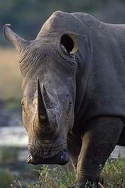 rhino-head-on.jpg